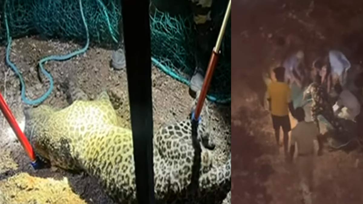 Threats every day; Citizens catch leopard by netting it