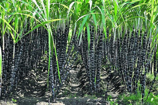 '' Full cane with Pongal package '' - Information of the Minister