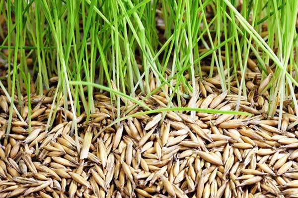 Farmers who were deceived by buying rice seeds from private individuals