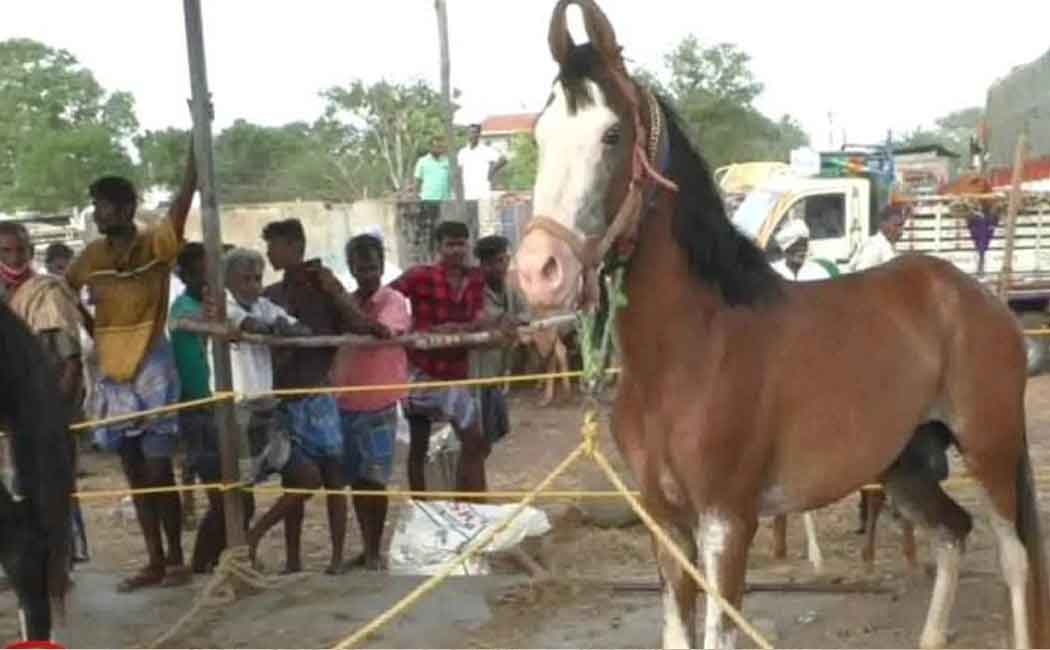 The popular horse market that started enthusiastically