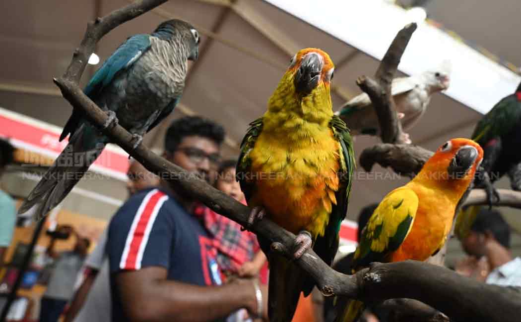 pet and dog show in chennai nandanam ymca ground