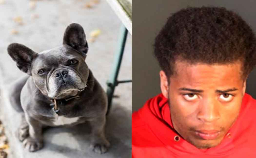 Number 1 singer's puppies stolen; The court sentenced the thief to 21 years in prison