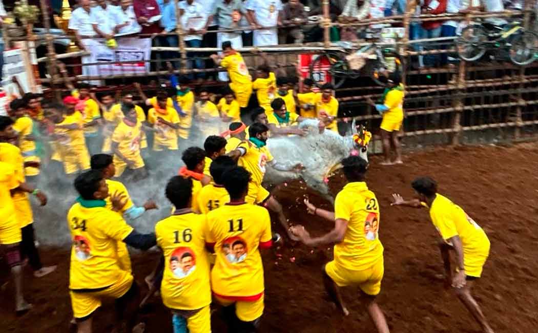 Avaniyapuram Jallikattu 10th round draw; Who wins?