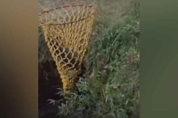 wild boars falling into wells rescued safely