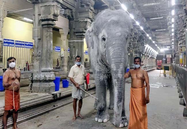 White elephant ride at Subramania Swamy Temple in Thiruchendur!