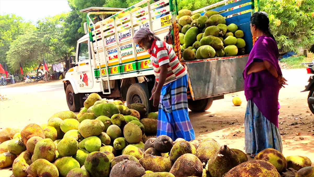 Jackfruit is sweet - our life of growing it is bitter!