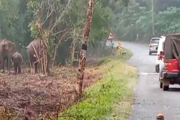 elephants blocked the vehicle of A.Rasa MP