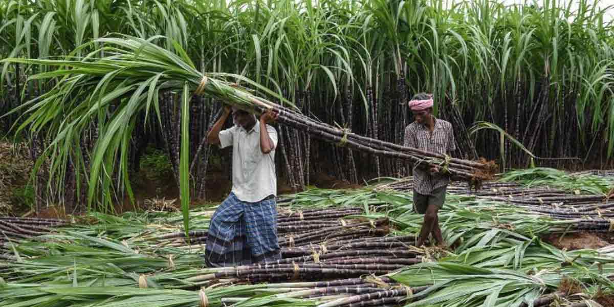 sugarcane