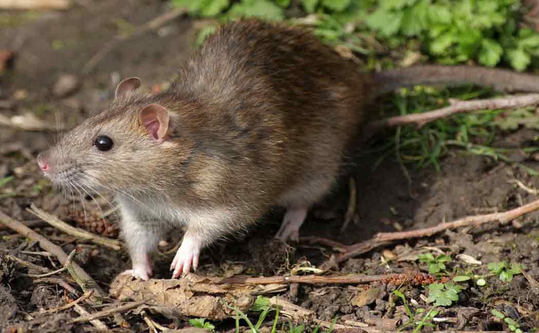 Rats that ate 19 kg of the drg; Strange at Koyambedu Police Station
