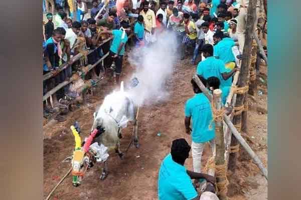 The bullfighting festival held in Tirupathur ... Tamil Nadu bulls that won the Andhra bulls !!