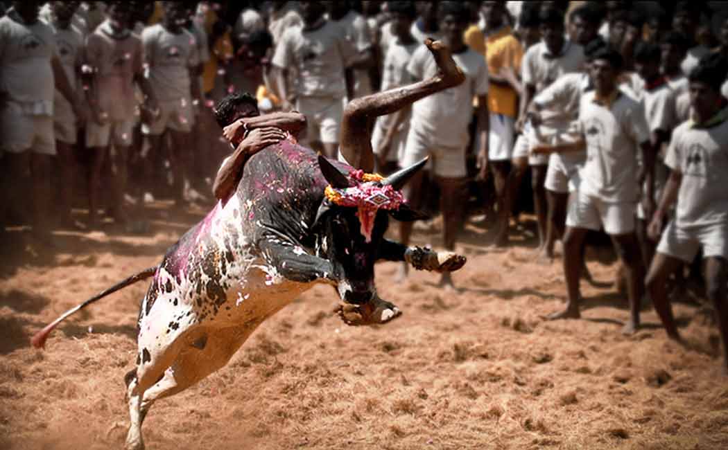Supreme Court has ruled that Jallikattu is not prohibited