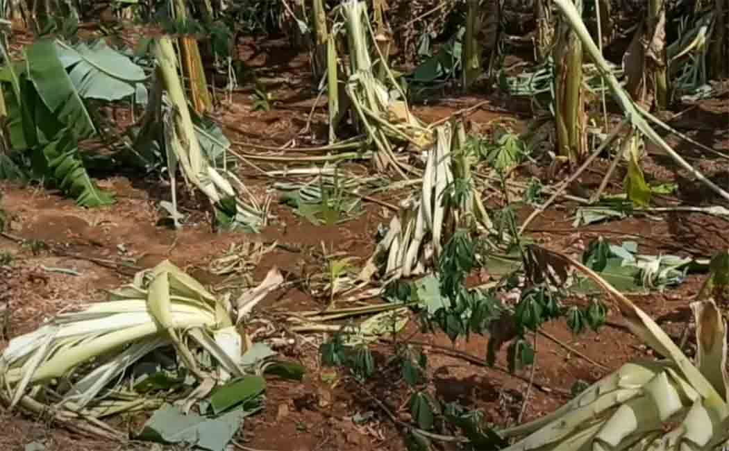 Wild elephants entering the city from the jungle!