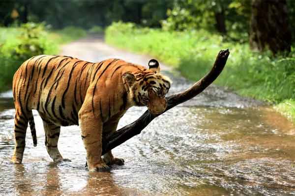 There is a tiger cub.. a young man trapped by WhatsApp