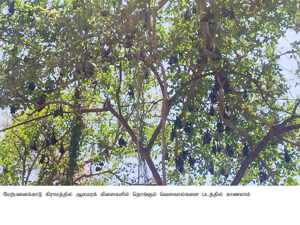 Corona for the bats of Tamil Nadu ...