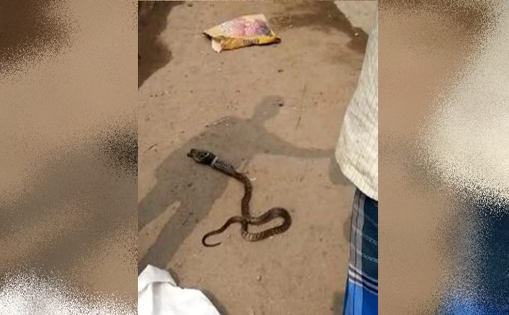 snake swallows Kitten