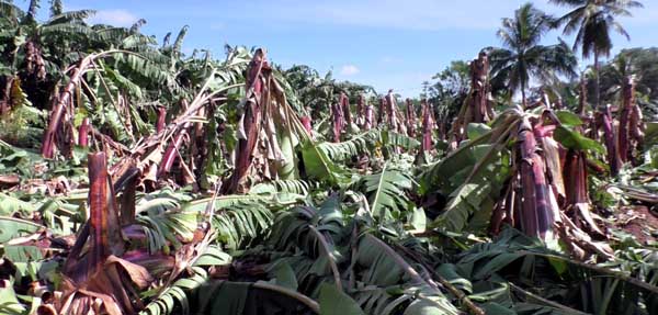 Banana trees - Heavy rain - Farmers - erode -