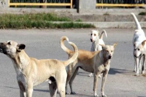 iIncident happened to 3 million dogs for World Cup football series