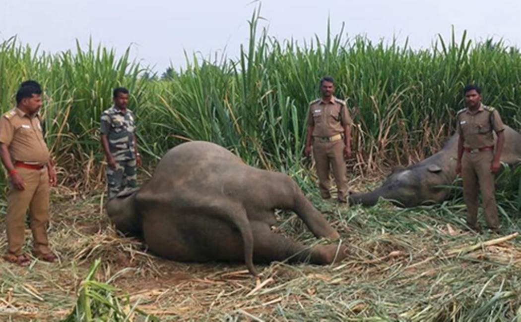 Erode Wild elephants issue