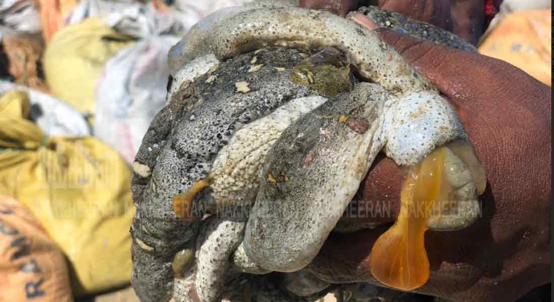 smuggling incident in ramanathapuram