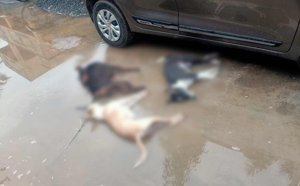 3 dogs lost due to electrocution in Cuddalore