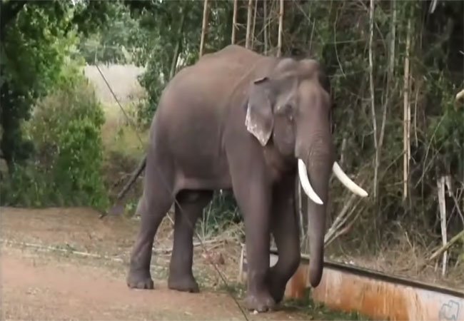 ELEPHANT MEDICAL TREATMENT CHENNAI HIGH COURT FOREST