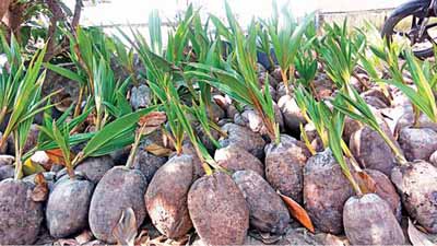 Coconut