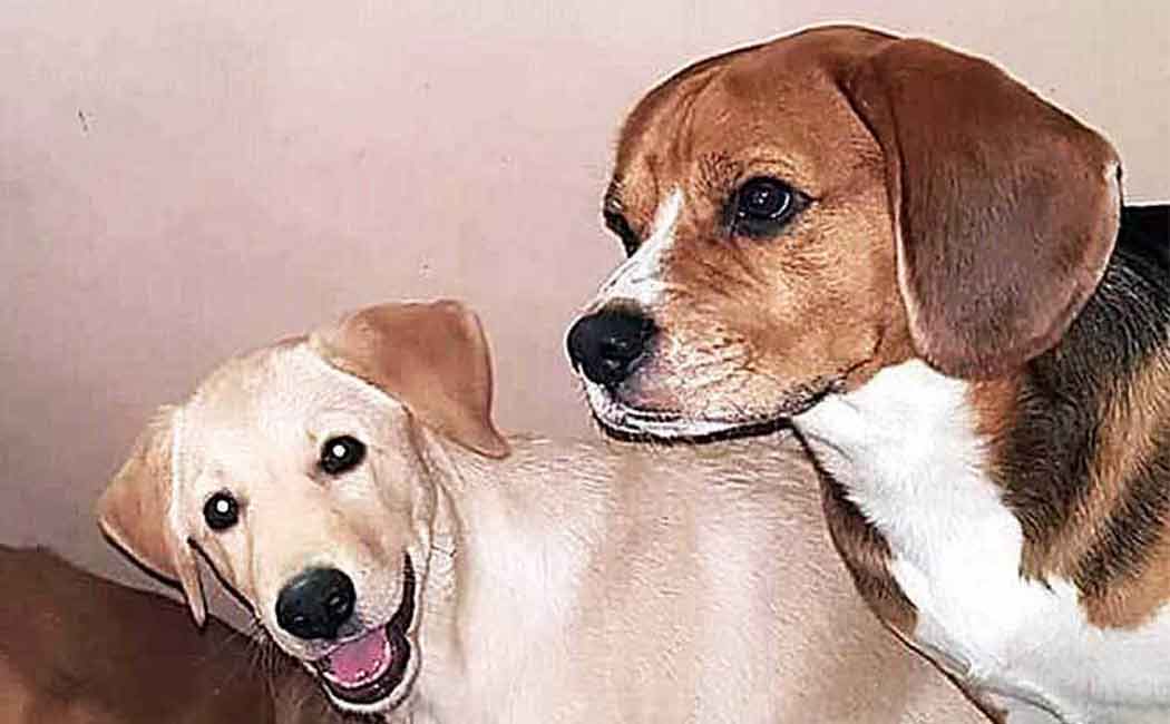 mumbai man airconditiones his house for dogs