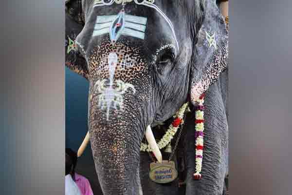 pondicherry Manakkul Vinayagar temple elephant passed away