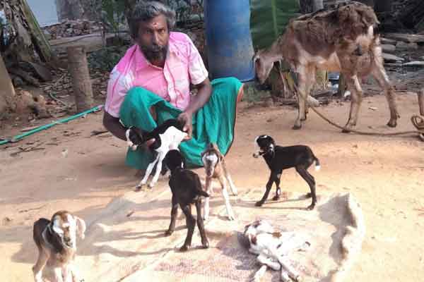 puthukottai district keeramngalam village goat story