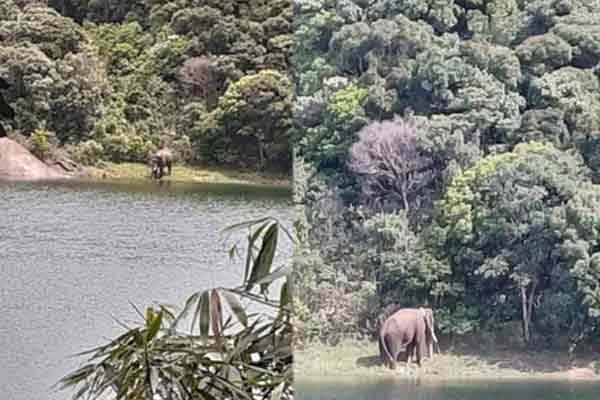 elephant arisi komban action fear manjolai people