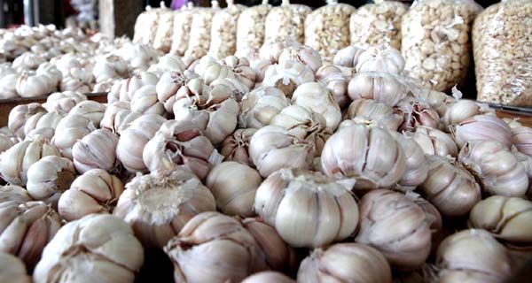 garlic