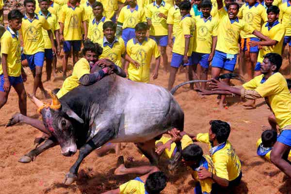'They have made politics in Jallikattu; It's a minister's conspiracy'-cowboy's allegation of addiction