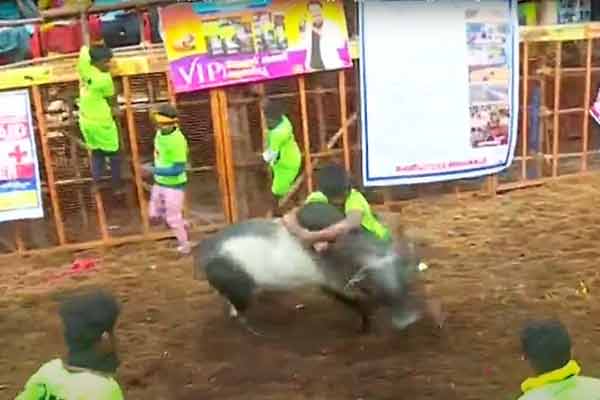 Avaniyapuram jallikattu completion