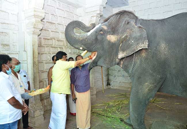 tamilnadu minister rajendra balaji provide foods for animals