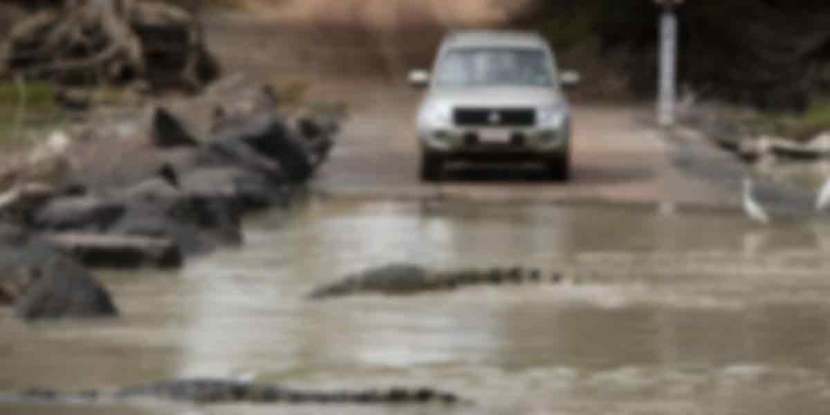 rocodile on the road ...? District Collector explained about the video!