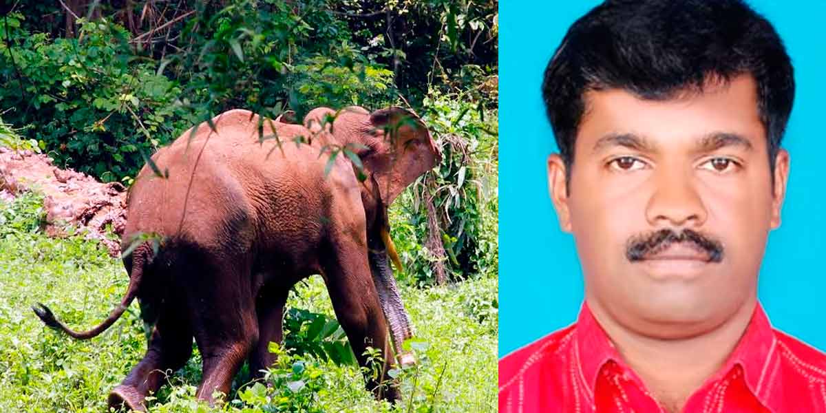 wild elephant attacked incident
