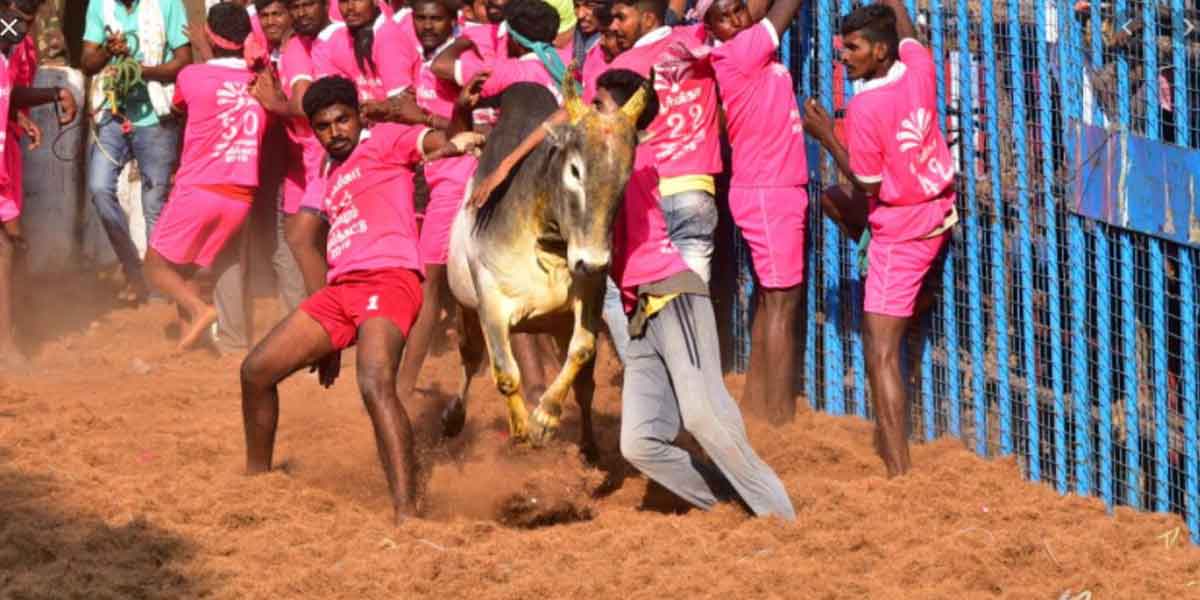 No 'first respect' in Jallikattu - High Court orders!