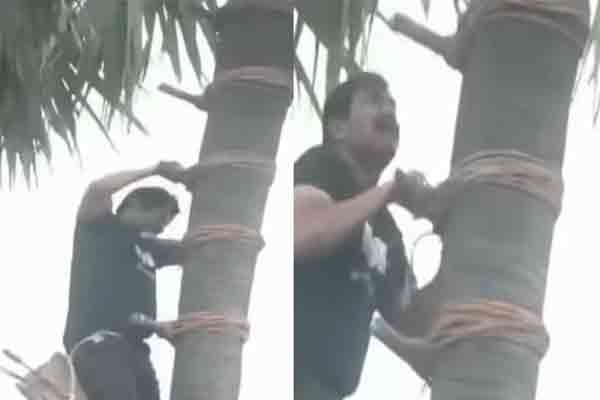 The man who climbed a palm tree and down the palm juice