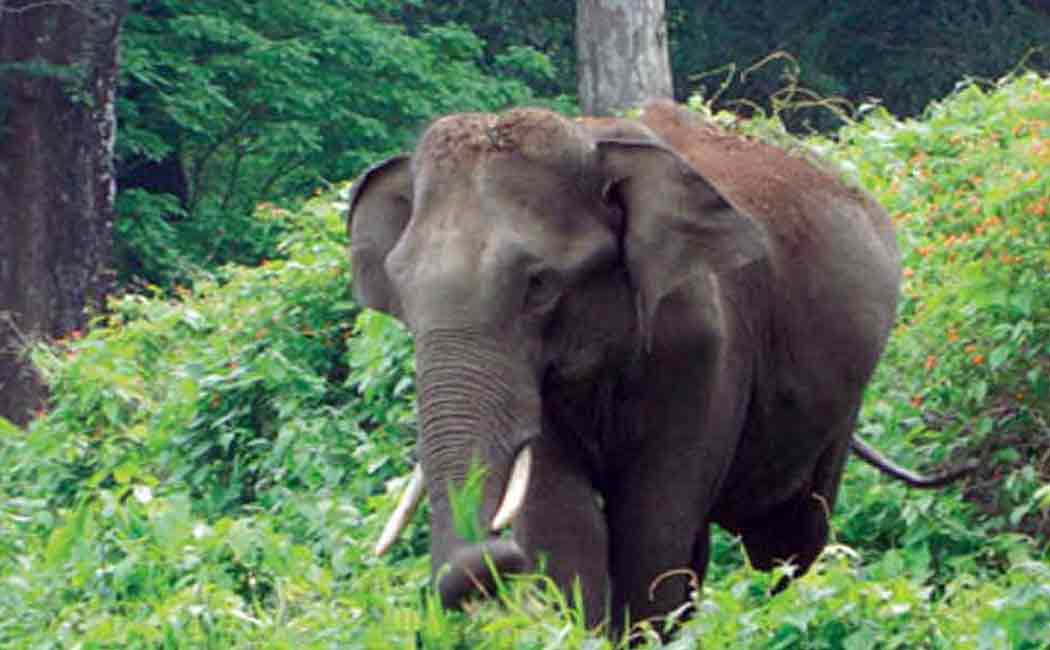 A single elephant walked near the Pannari temple; Devotees run screaming