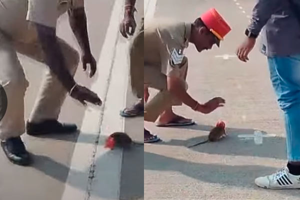 head stuck in an ice cream can; Plastic is bad for rats