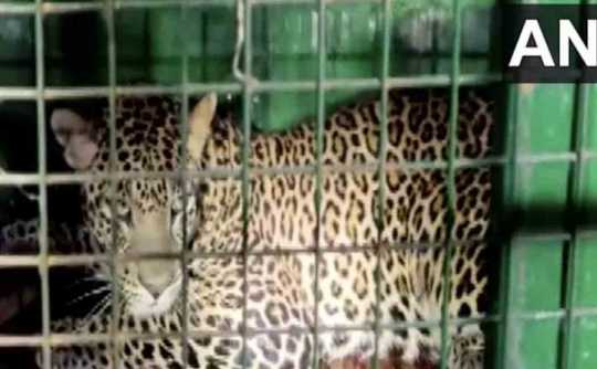   trapped leopard released in forest