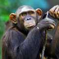  Chimpanzee and Devak in the clutches of the enforcement department