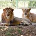 New names given to lions on 'Akbar - Sita' Controversy