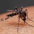 singapore to increase production of mosquitoes