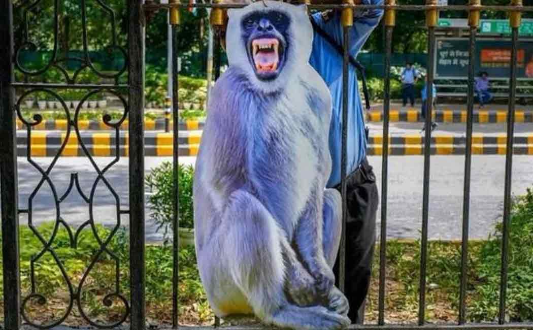 Pakar suara monyet berkemah di Delhi – Kagum dengan penyelenggaraan konferensi G-20!