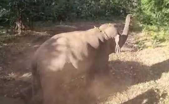 Magna elephant was caught  Dharmapuri 