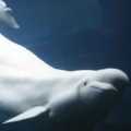  'Beluga' whale was mercy !