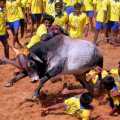  'Come once and see Jallikattu' - Tamil Nadu government has invited the judges