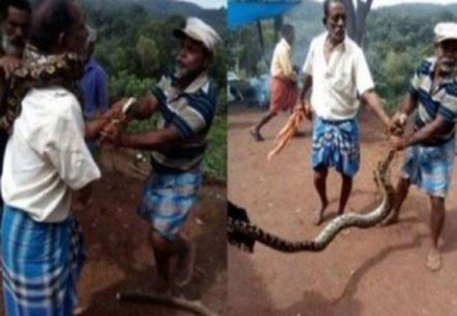 Kerala Python Tried To Eat Local 58Year Old Alive