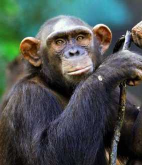  Chimpanzee and Devak in the clutches of the enforcement department